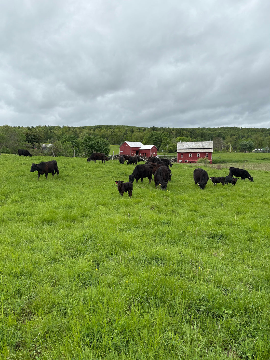 The Nine Minute Rule, Farm Style