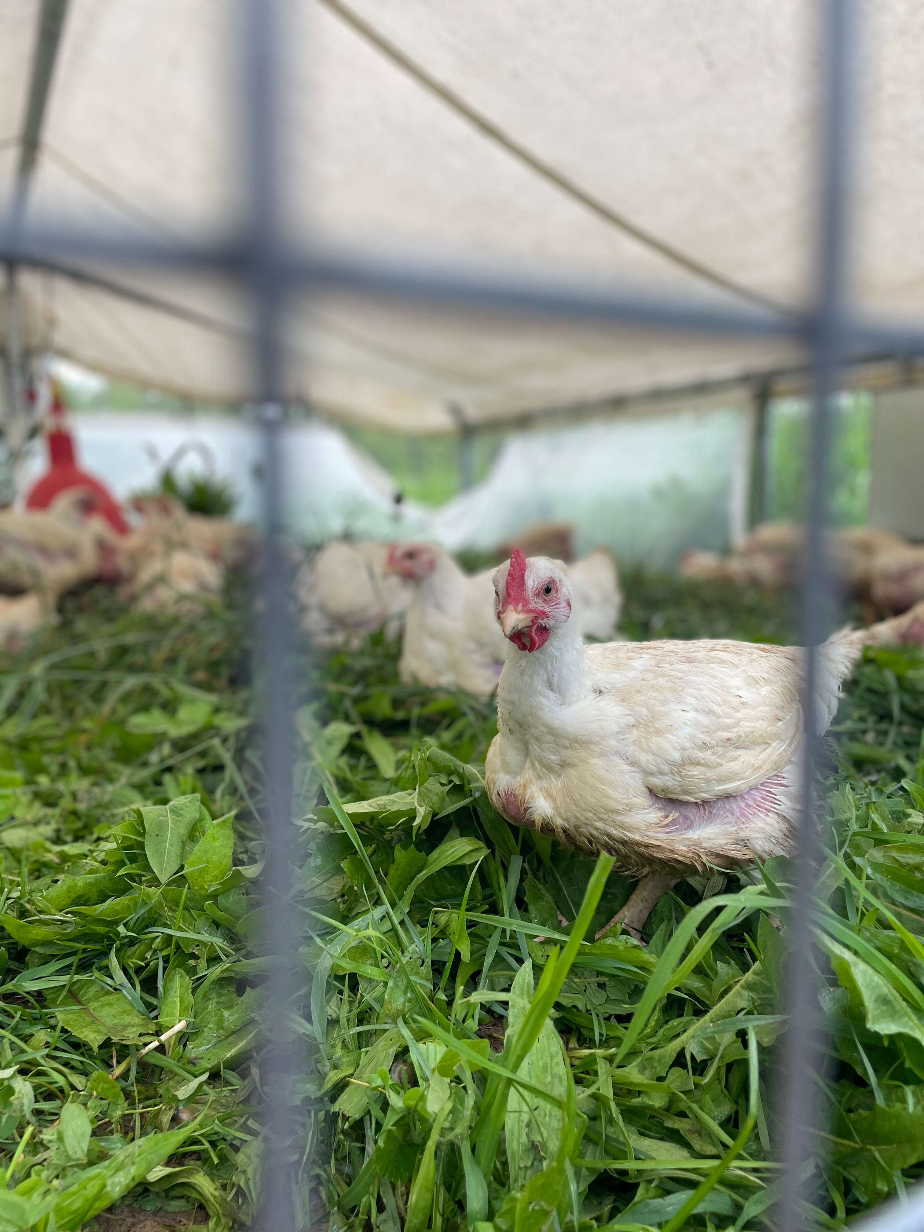 Farming Sorrows – Central Bridge Farms