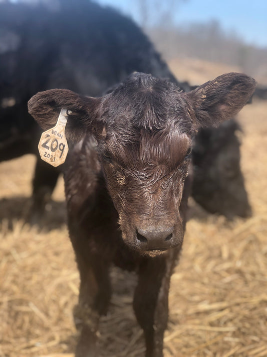 Preparing for Calving Season