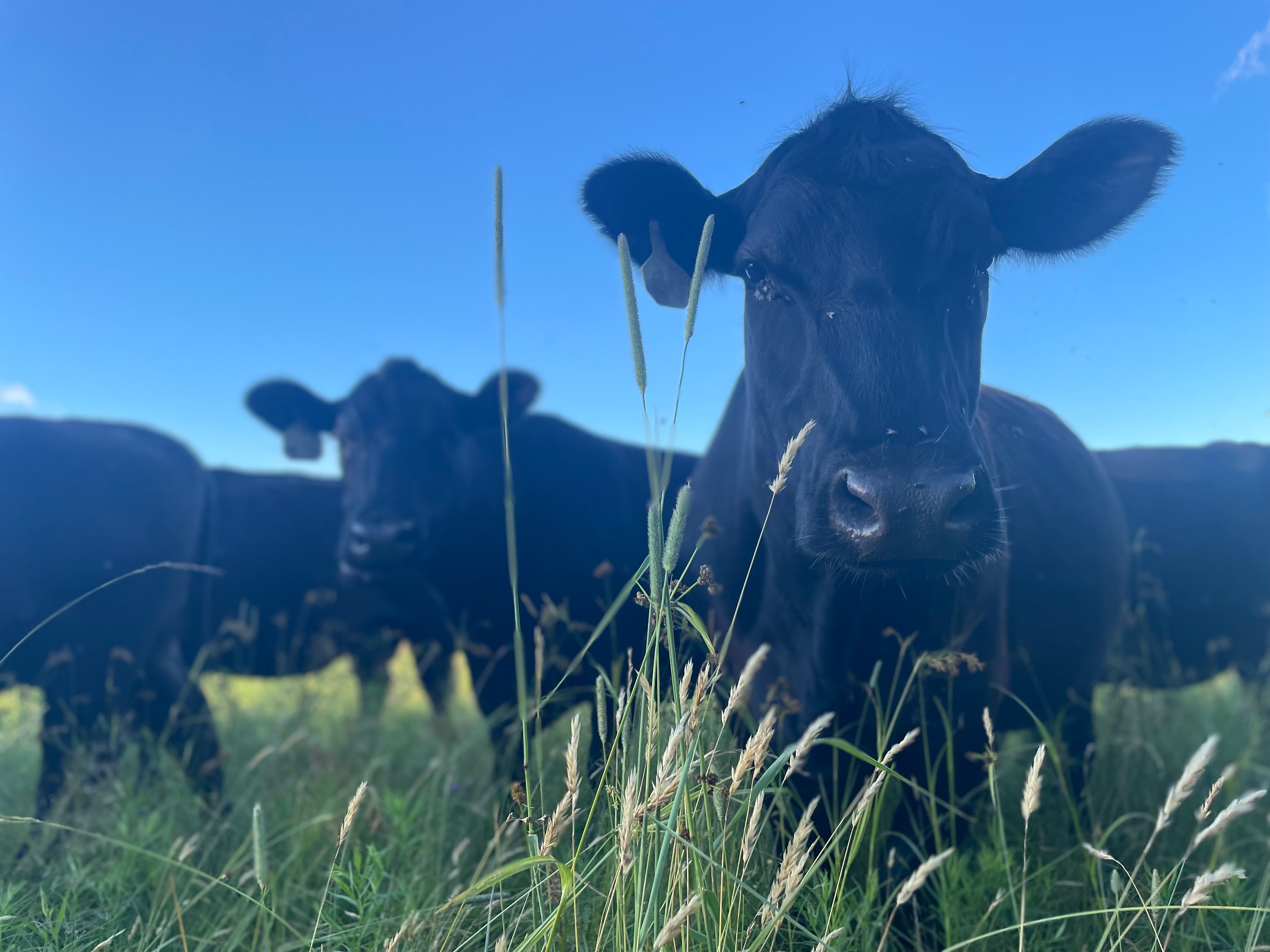 Side of Beef Near Me Side of Beef Near Me