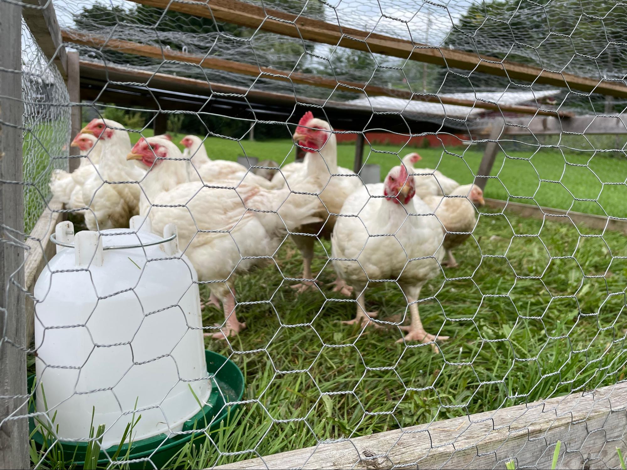 Spring Bridge Farm Chicken – Central Bridge Farms
