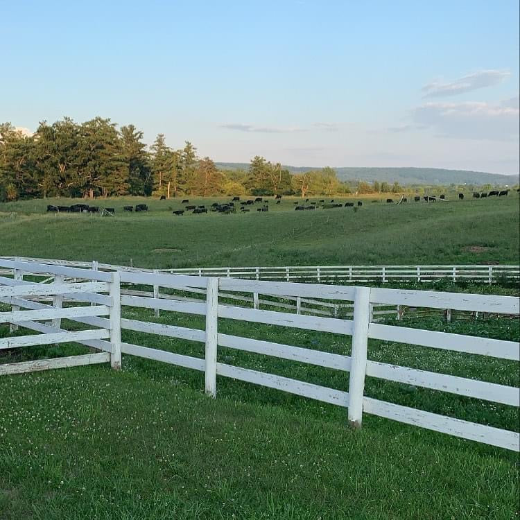 Angus Cattle grazing on pasture