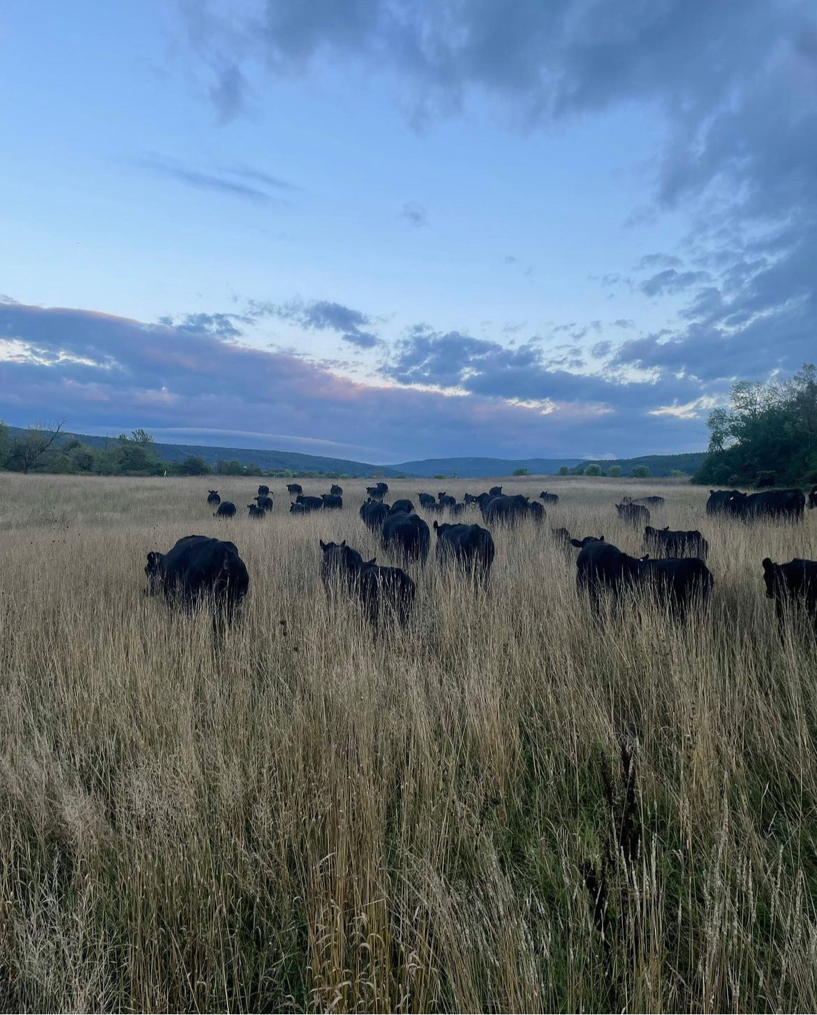 Angus Beef Cattle grazing in pasture